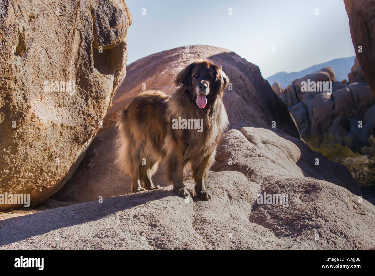Sur les rochers de granit de Leonberg. Banque D'Images