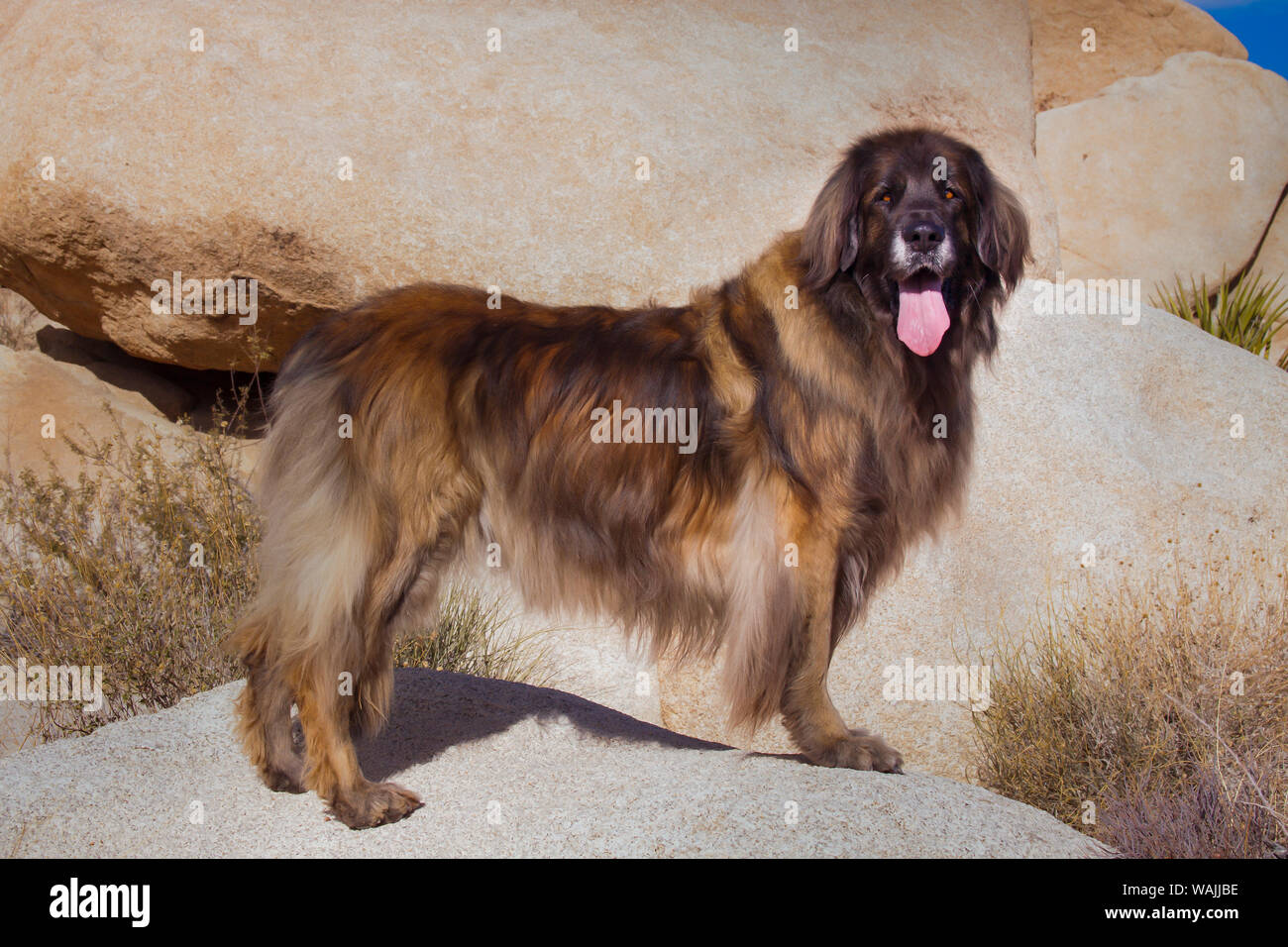 Sur les rochers de granit de Leonberg. Banque D'Images
