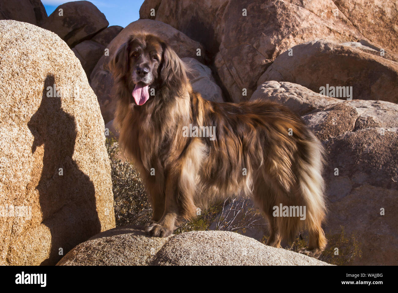 Sur les rochers de granit de Leonberg. Banque D'Images