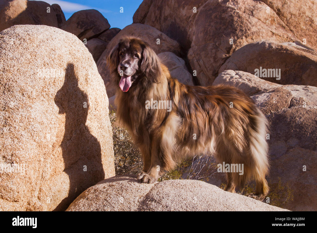 Sur les rochers de granit de Leonberg. Banque D'Images