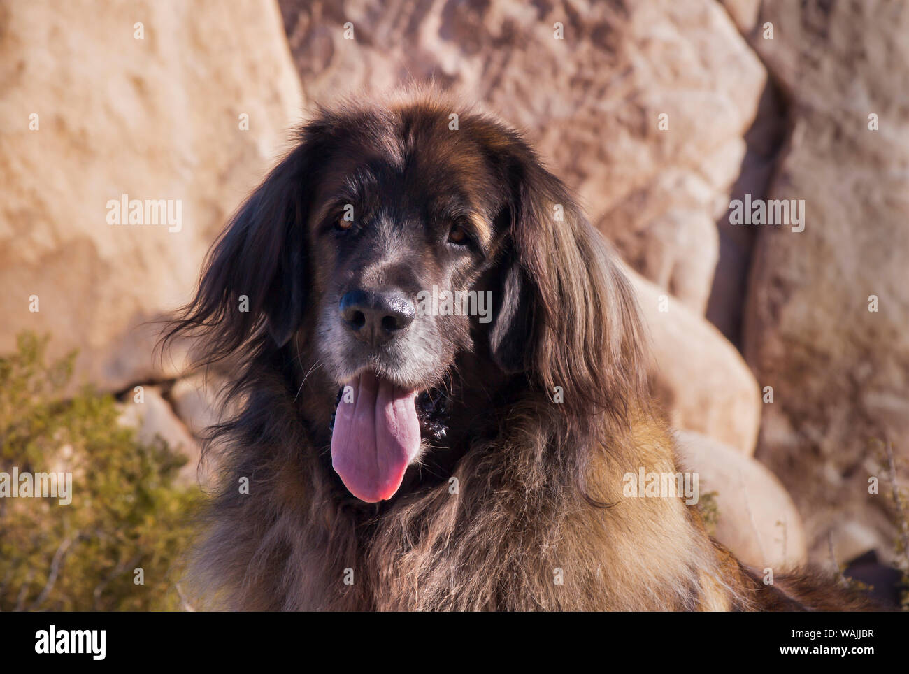 Sur les rochers de granit de Leonberg. Banque D'Images