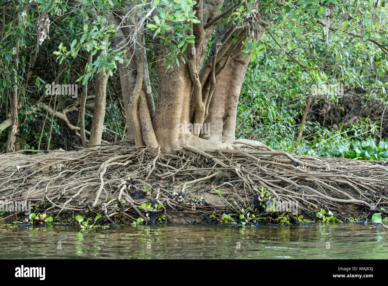Pantanal, Mato Grosso, Brésil. Arbre dans la forêt tropicale qui a un grand nombre de racines aériennes, qui poussent sur la berge. Banque D'Images