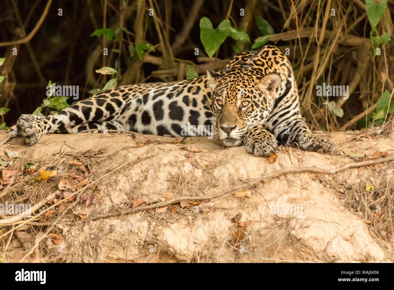 Pantanal, Mato Grosso, Brésil. Jaguar se reposant au bord de la rivière au milieu de journée. Banque D'Images