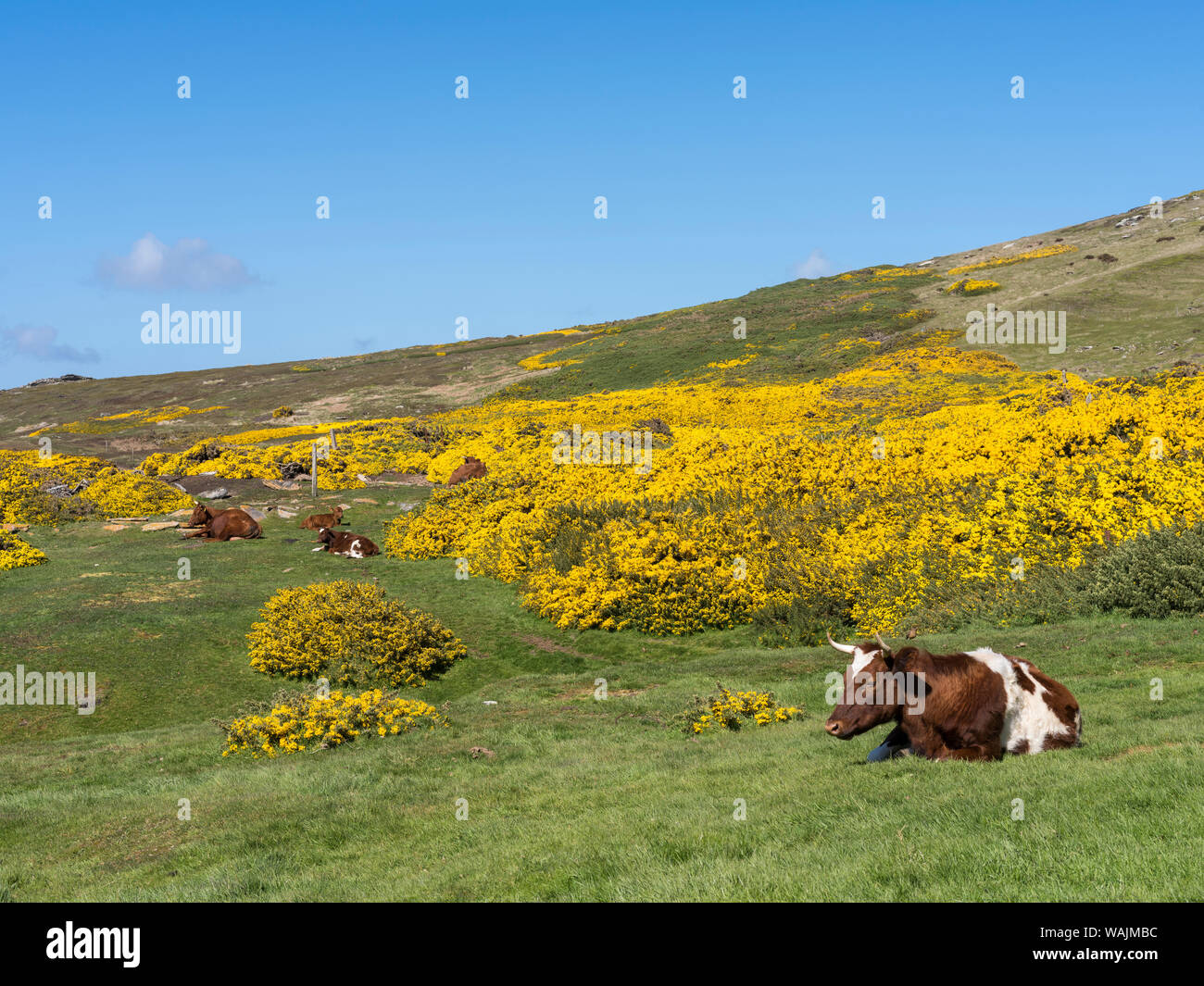 L'île de la carcasse, une petite île de West Falkland. (Usage éditorial uniquement) Banque D'Images