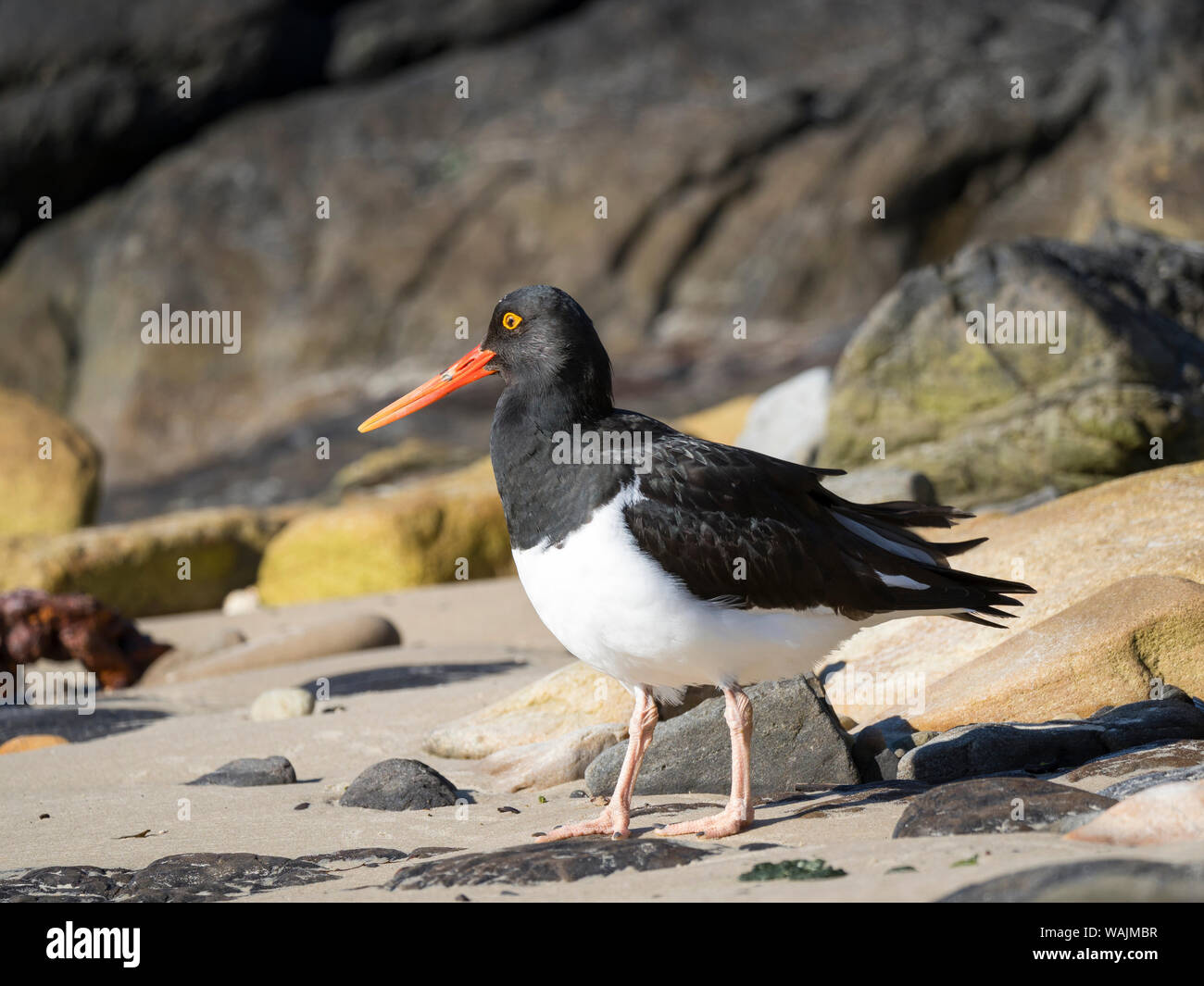 Magellanic Oystercatcher (Haematopus leucopodus), îles Malouines, l'île de la carcasse Banque D'Images