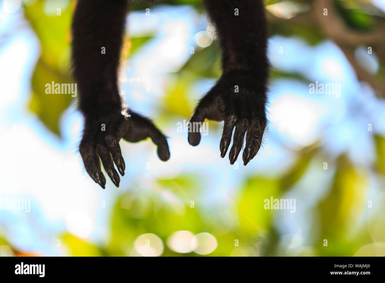 Amérique centrale singe hurleur (Alouatta palliata), centre de réadaptation et de préserver la forêt sur l'ensemble de clés à partir de la Mangue Coxen Hole, Roatan, Bay Islands, Honduras, Amérique Centrale Banque D'Images