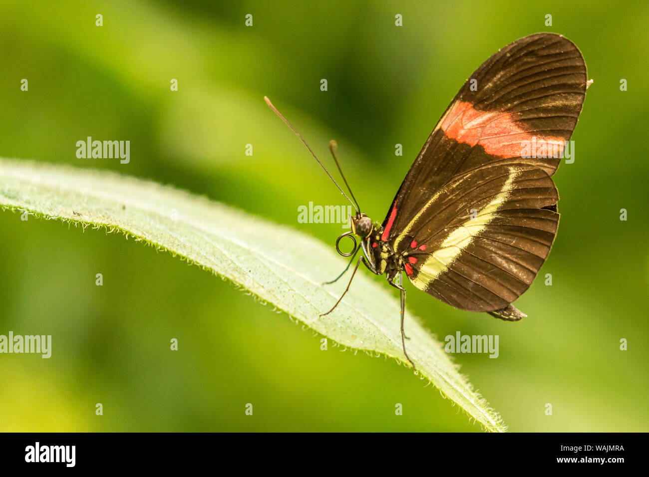 Costa Rica, Santa Cruz de La Vallée de la rivière. Papillon captif dans le jardin de la cascade La Paz. En tant que crédit : Cathy & Gordon Illg / Jaynes Gallery / DanitaDelimont.com Banque D'Images