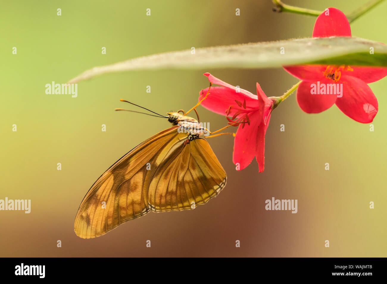 Costa Rica, Santa Cruz de La Vallée de la rivière. Papillon captif dans le jardin de la cascade La Paz. En tant que crédit : Cathy & Gordon Illg / Jaynes Gallery / DanitaDelimont.com Banque D'Images