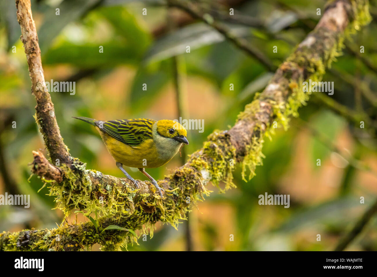 Costa Rica, Santa Cruz de La Vallée de la rivière. Tangara à capuchon doré en captivité dans le jardin de la cascade La Paz. En tant que crédit : Cathy & Gordon Illg / Jaynes Gallery / DanitaDelimont.com Banque D'Images