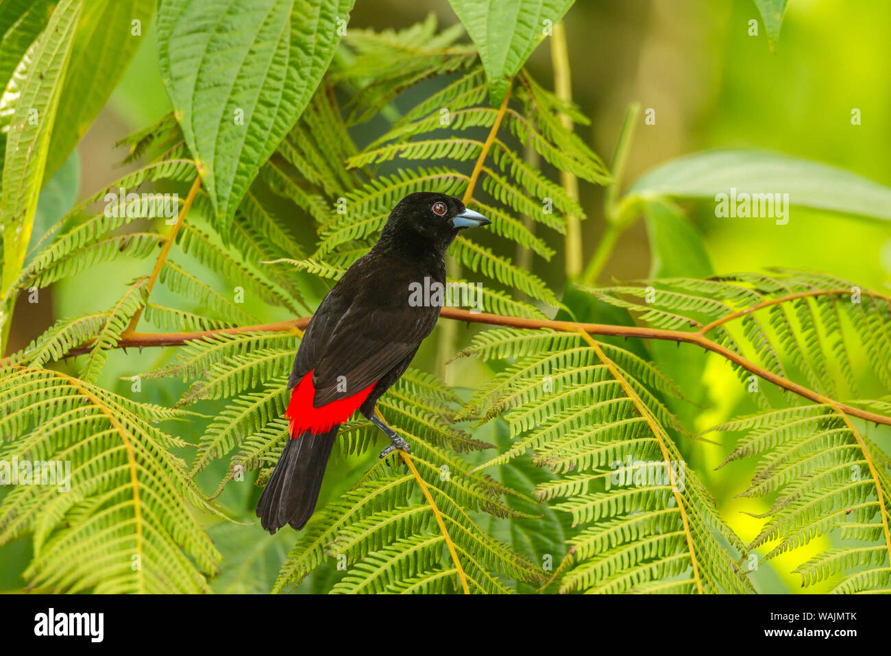 Costa Rica, Station biologique de la Selva. Tangara à croupion rouge dans l'arbre. En tant que crédit : Cathy & Gordon Illg / Jaynes Gallery / DanitaDelimont.com Banque D'Images