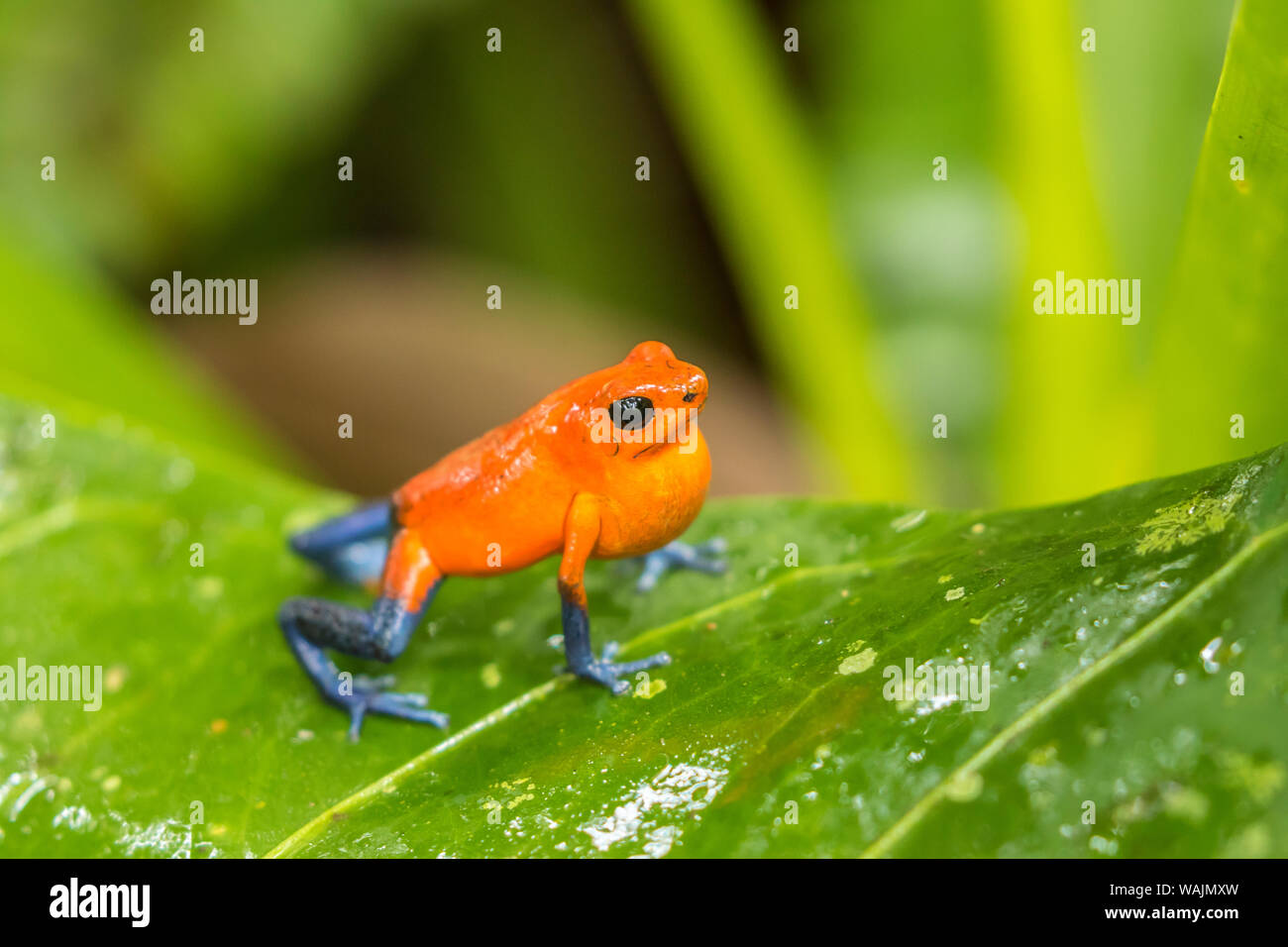 Costa Rica, Sarapique River Valley. Strawberry poison dart frog sur plante. En tant que crédit : Cathy & Gordon Illg / Jaynes Gallery / DanitaDelimont.com Banque D'Images