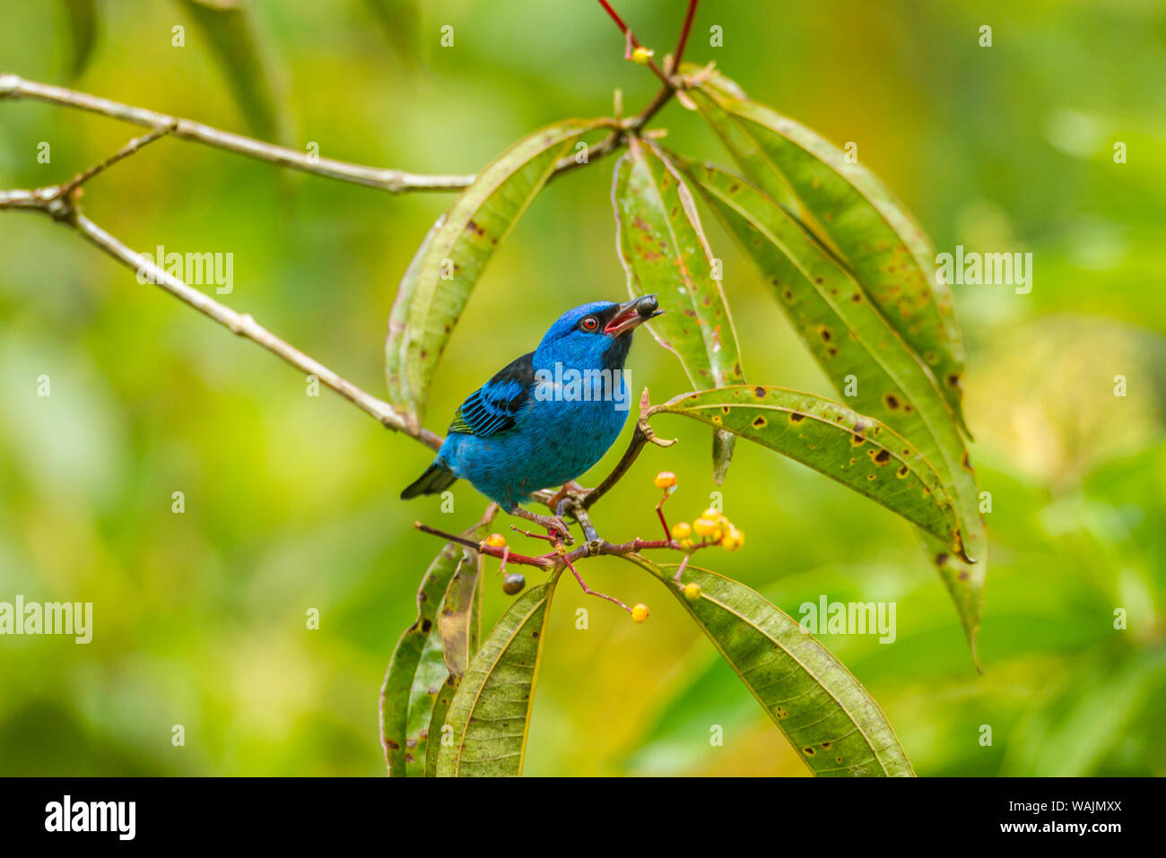 Costa Rica, Station biologique de la Selva. Dacnis bleu nourrir les oiseaux. En tant que crédit : Cathy & Gordon Illg / Jaynes Gallery / DanitaDelimont.com Banque D'Images