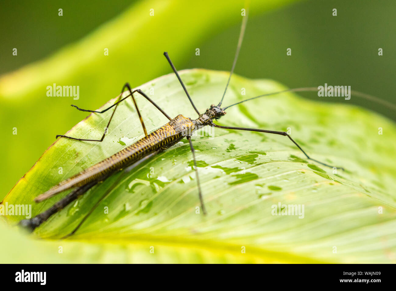 Costa Rica, Arenal. Walkingstick insecte sur feuille. En tant que crédit : Cathy & Gordon Illg / Jaynes Gallery / DanitaDelimont.com Banque D'Images