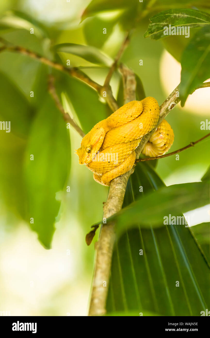 Parc National de Tortuguero, Costa Rica. Eyelash Pit Viper Bothriechis schlegelii (serpent) dans un arbre. Banque D'Images