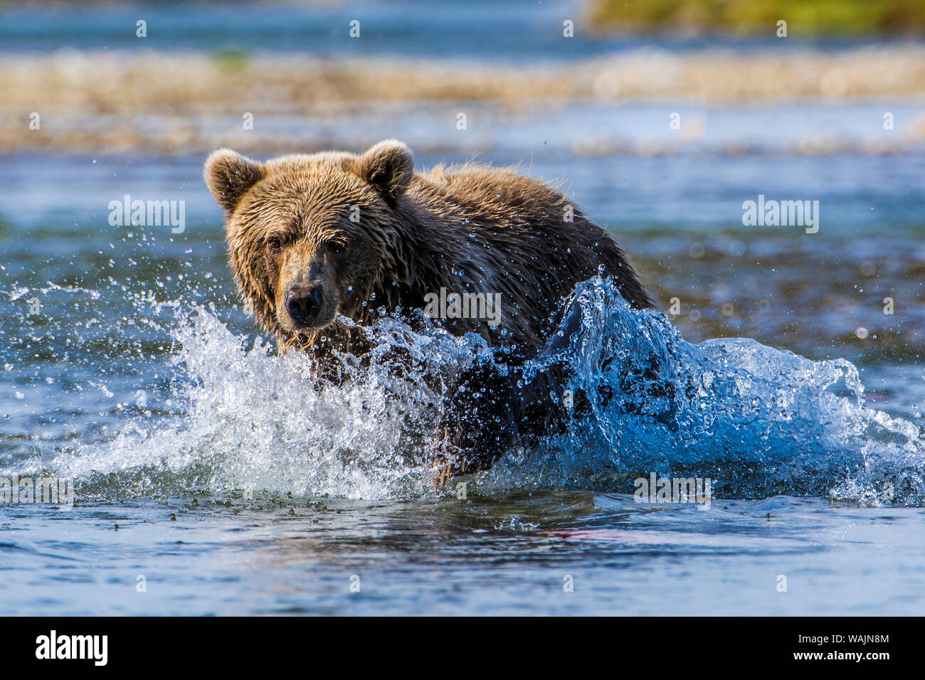 Grizzly ou ours brun (Ursus arctos), ruisseau Moraine (rivière), Katmai National Park et réserve, l'Alaska, USA. Banque D'Images