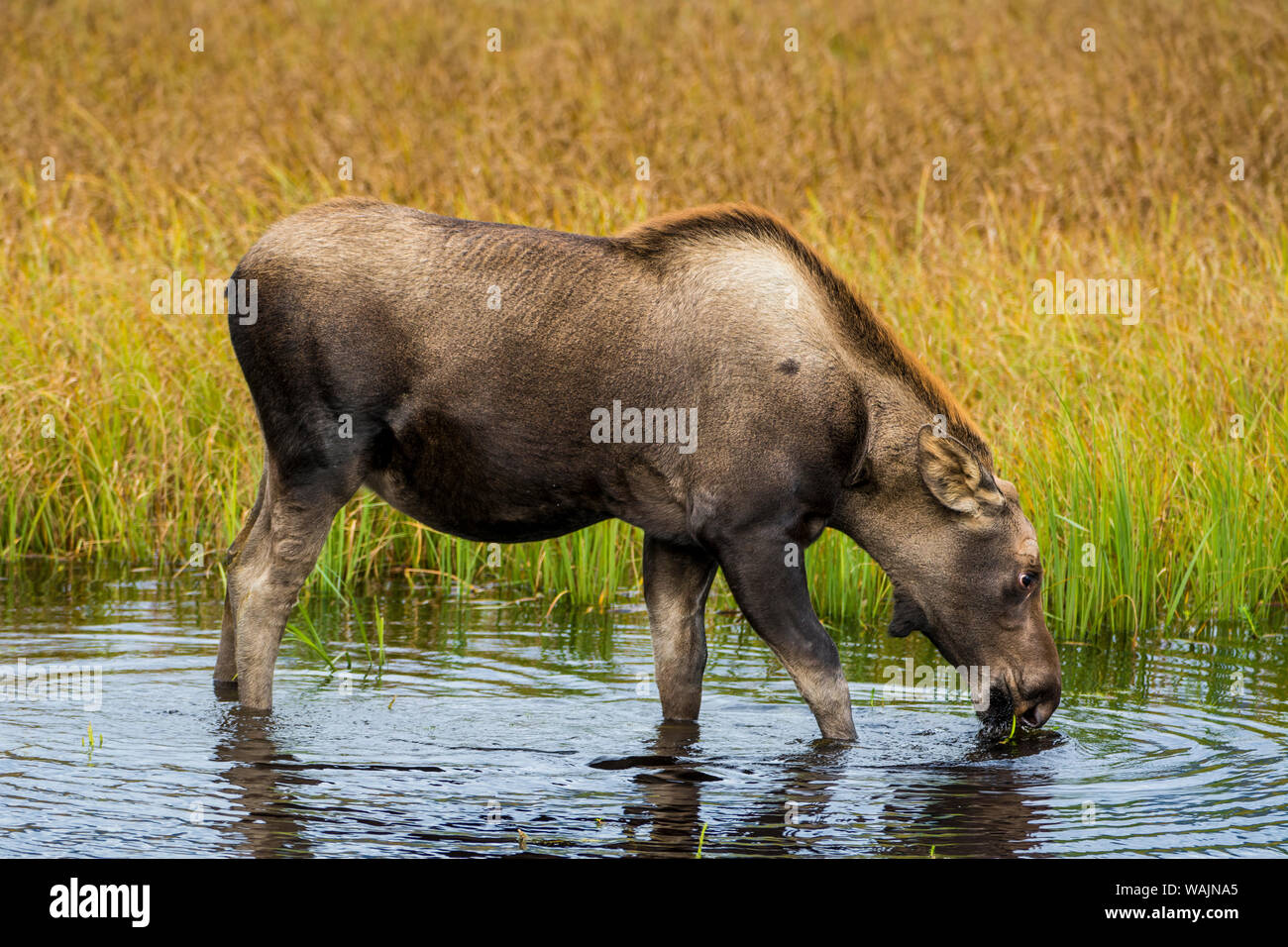 L'orignal (Alces alces), péninsule de Kenai, Alaska, USA. Banque D'Images