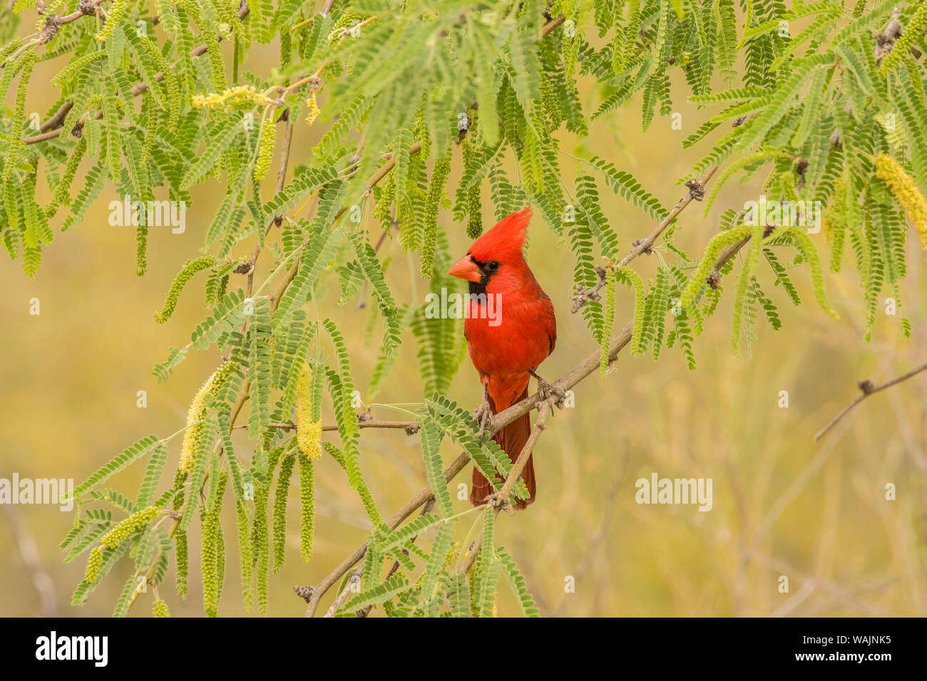 USA, Arizona, désert de Sonora. Le cardinal mâle en arbre. En tant que crédit : Cathy et Gordon Illg / Jaynes Gallery / DanitaDelimont.com Banque D'Images