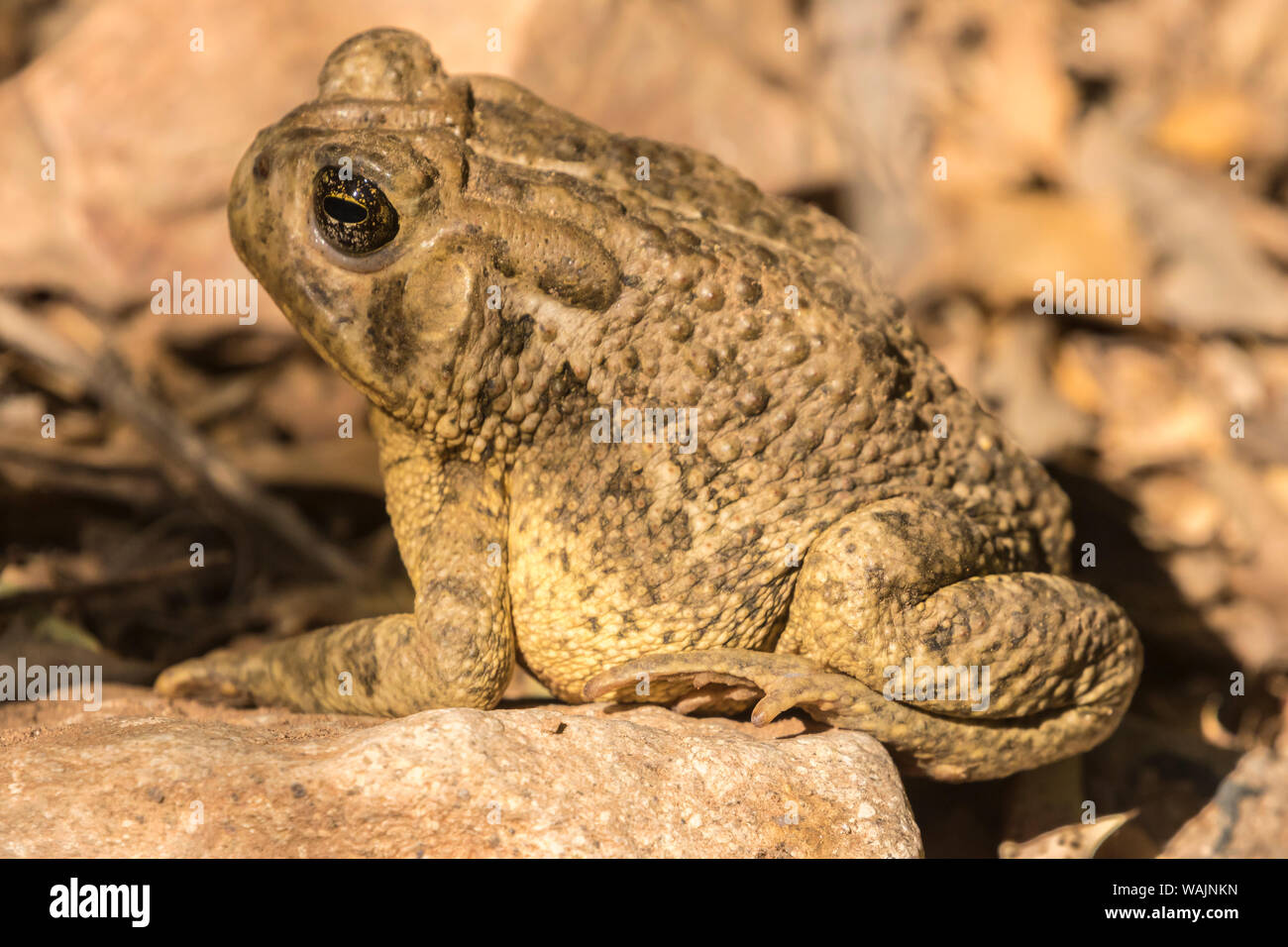 USA, Arizona, le Jardin botanique du désert. Crapaud des steppes. En tant que crédit : Cathy et Gordon Illg / Jaynes Gallery / DanitaDelimont.com Banque D'Images