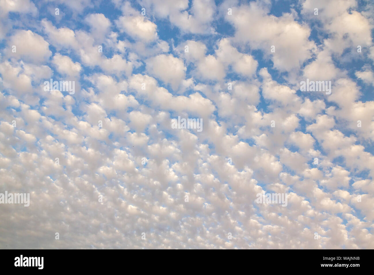 USA, Arizona, désert de Sonora. Les formations de nuages le matin. En tant que crédit : Cathy et Gordon Illg / Jaynes Gallery / DanitaDelimont.com Banque D'Images