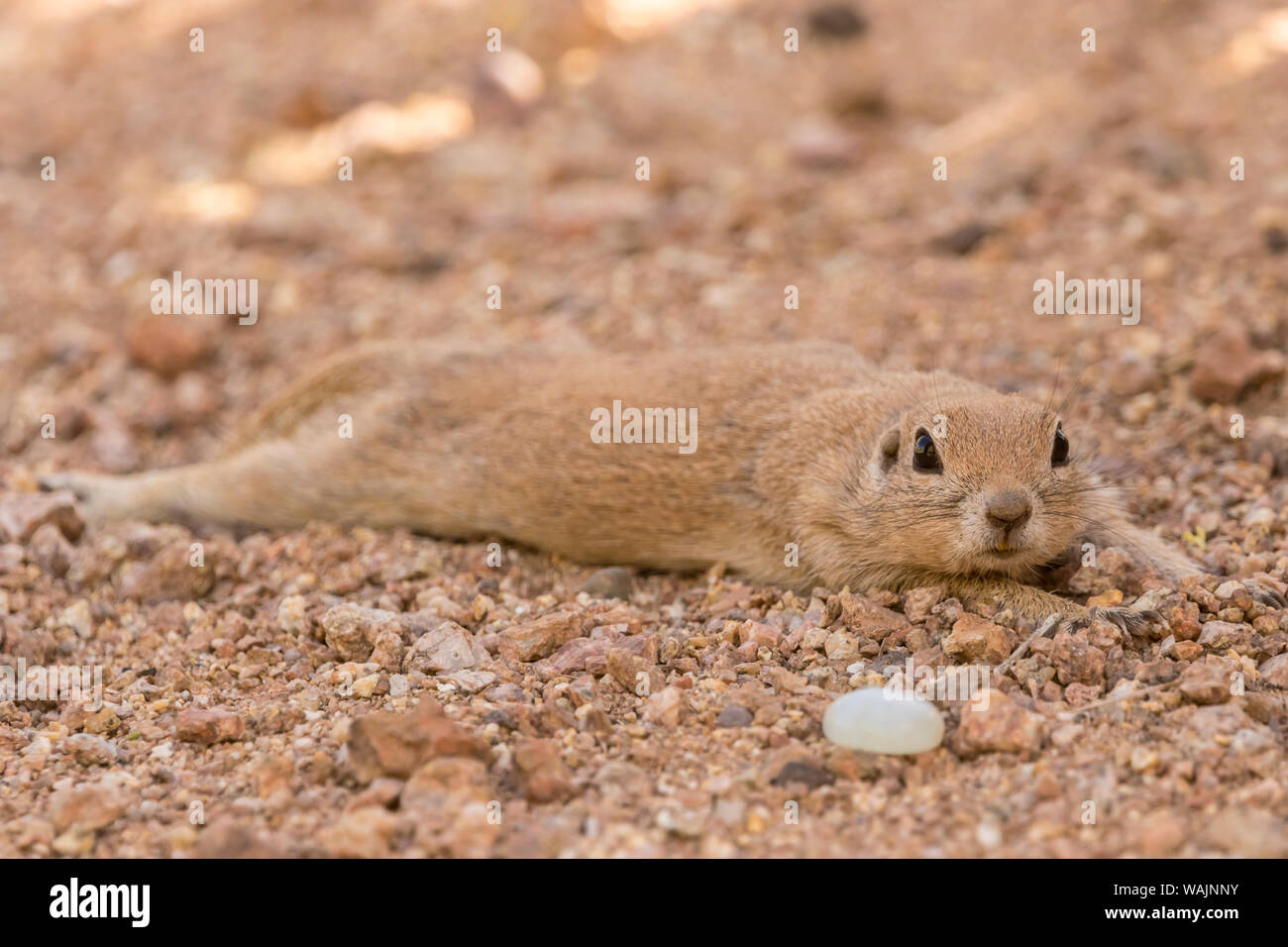 USA, Arizona, désert de Sonora. À queue ronde du refroidissement. En tant que crédit : Cathy et Gordon Illg / Jaynes Gallery / DanitaDelimont.com Banque D'Images