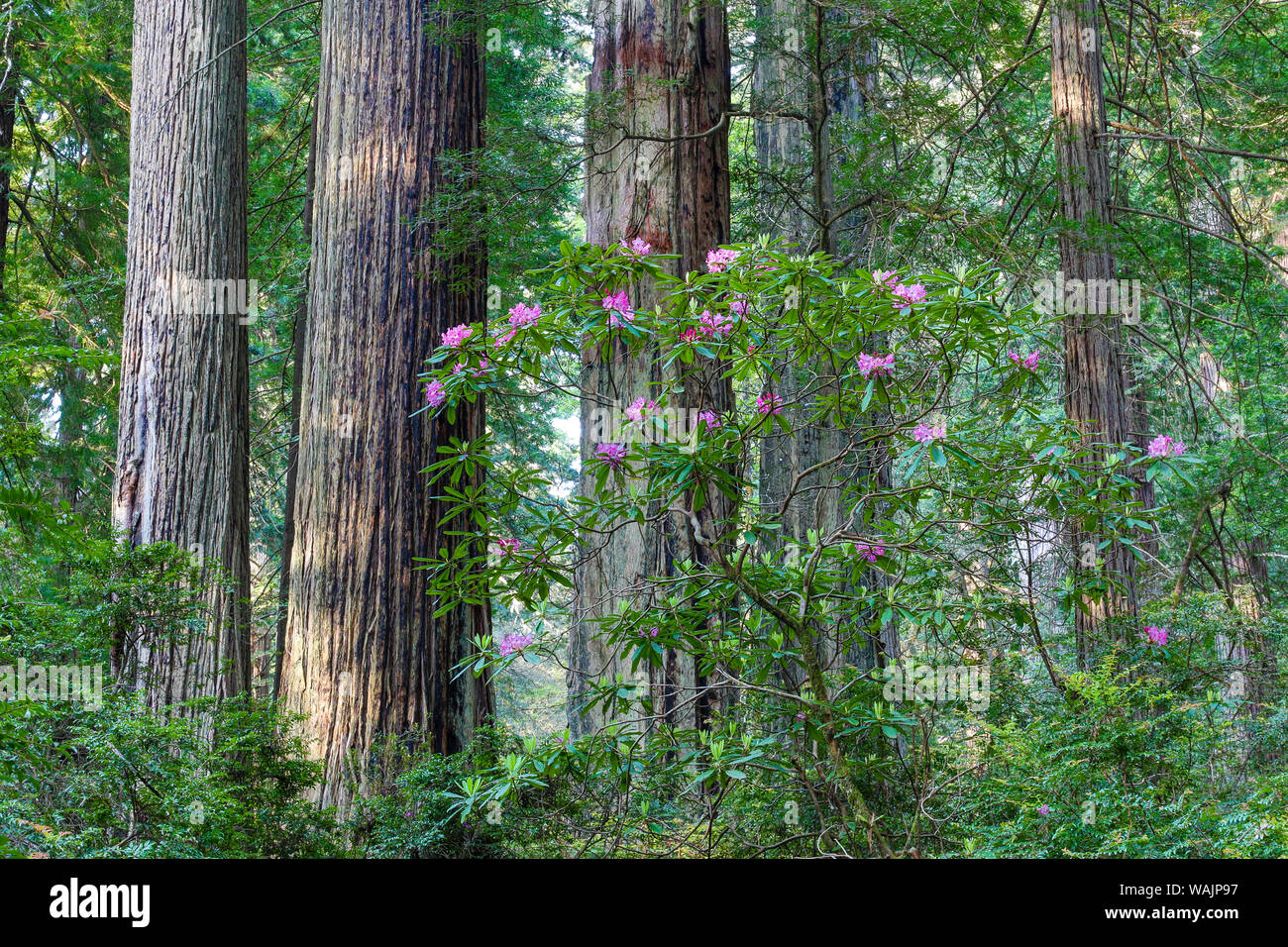 Rhododendrons en fleurs, Del Norte Coast Redwoods State Park, Californie Banque D'Images