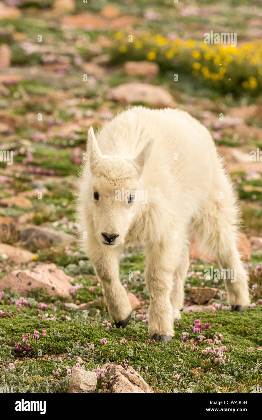 USA, Colorado, Mt. Evans. La chèvre de montagne kid. En tant que crédit : Cathy et Gordon Illg / Jaynes Gallery / DanitaDelimont.com Banque D'Images