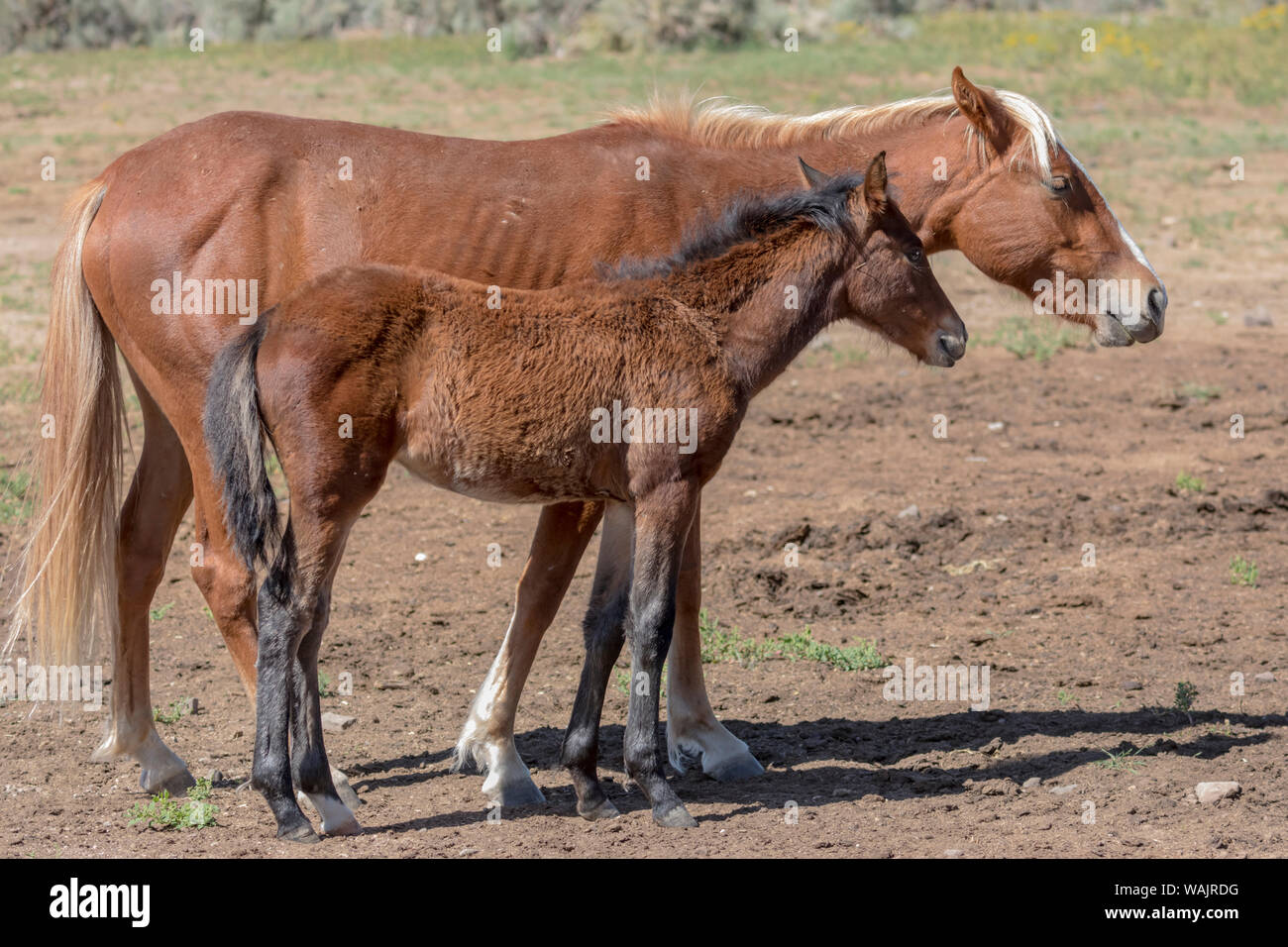 USA, Californie, San Luis. Wild horse Jument et poulain. En tant que crédit : Fred Seigneur / Jaynes Gallery / DanitaDelimont.com Banque D'Images