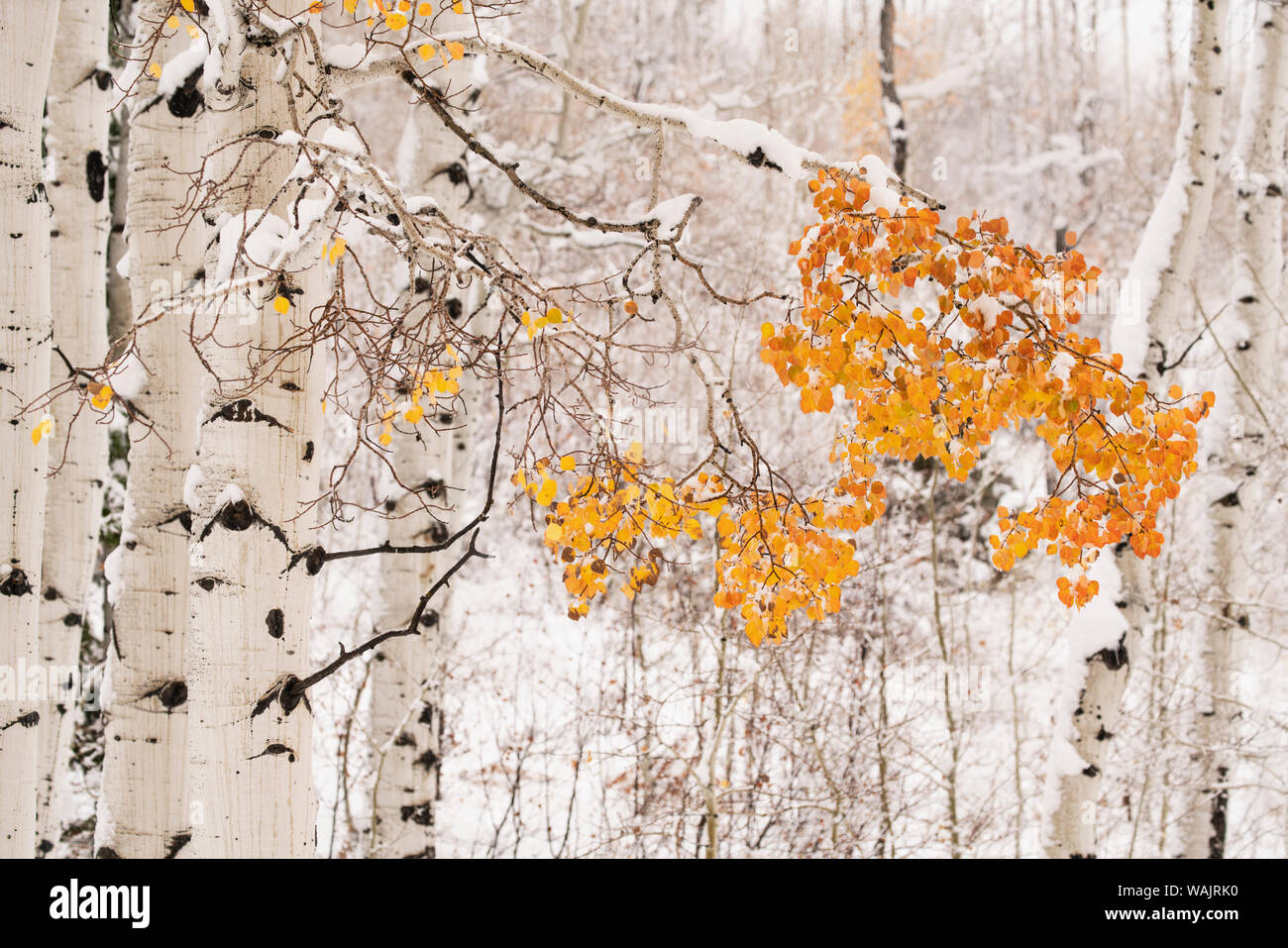 USA, Colorado, White River National Forest. Couches de neige tremble arbres en hiver. En tant que crédit : Don Grall / Jaynes Gallery / DanitaDelimont.com Banque D'Images