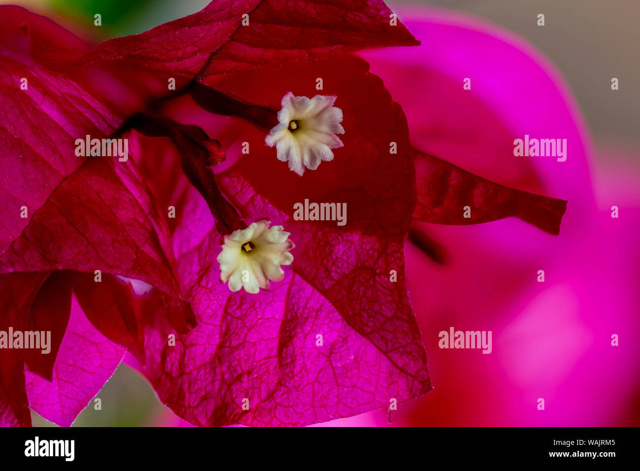 USA, Colorado, Fort Collins. Fleurs de bougainvilliers roses. Crédit comme Fred Seigneur / Jaynes Gallery / DanitaDelimont.com Banque D'Images