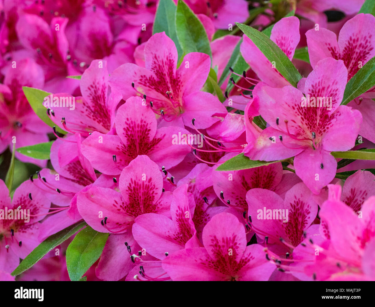 Azalées roses dans un jardin. Banque D'Images