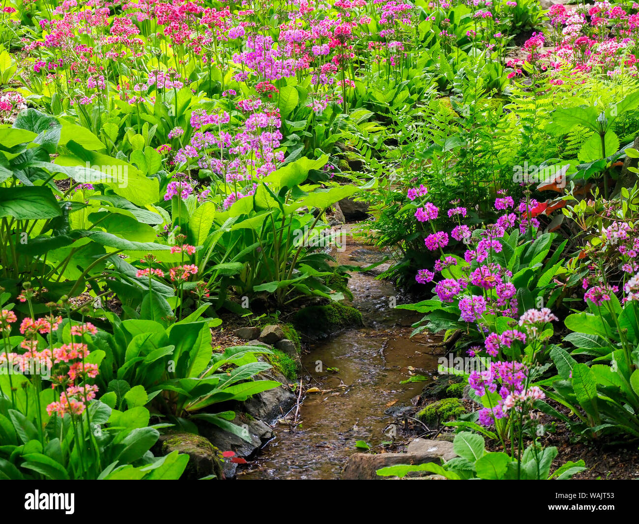 Très boggy carrière jardin avec candélabre géant primroses, Primula x bulleesiana hybride. Banque D'Images