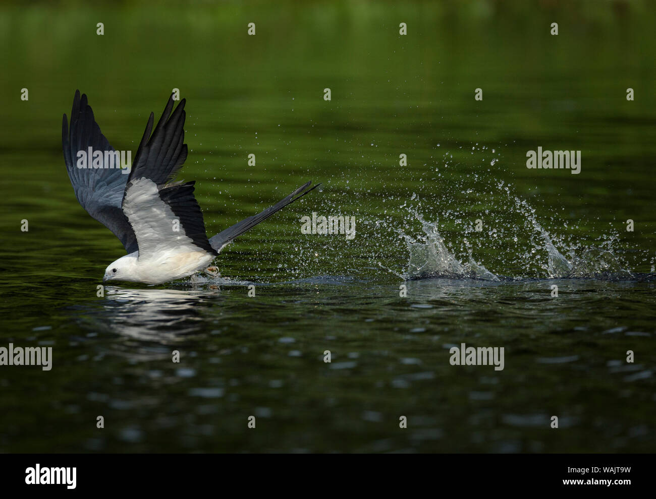 Swallow tail-écrémage kite pour l'eau et baignoire sur l'aile, Elanoides forficatus, Woodruff Lake National Wildlife Refuge, en Floride Banque D'Images