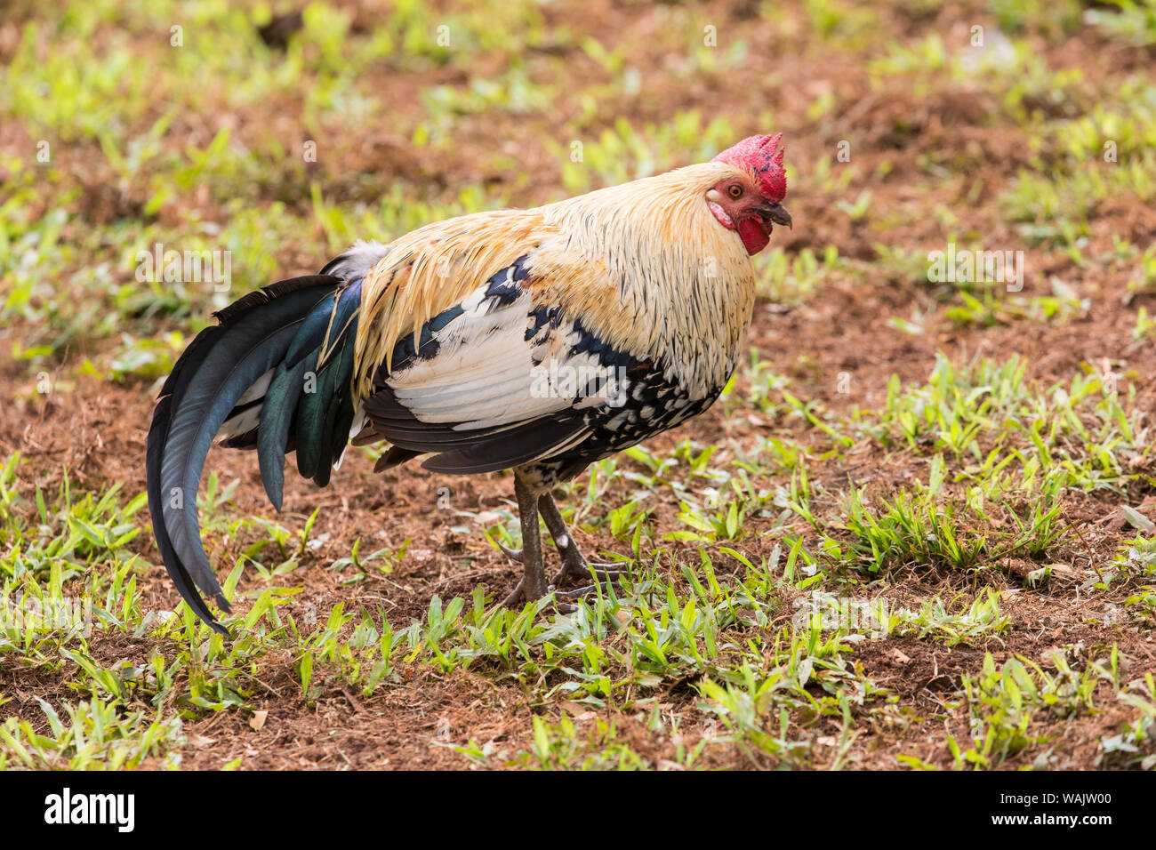 Kauai, Hawaii. Poulets Banque D'Images