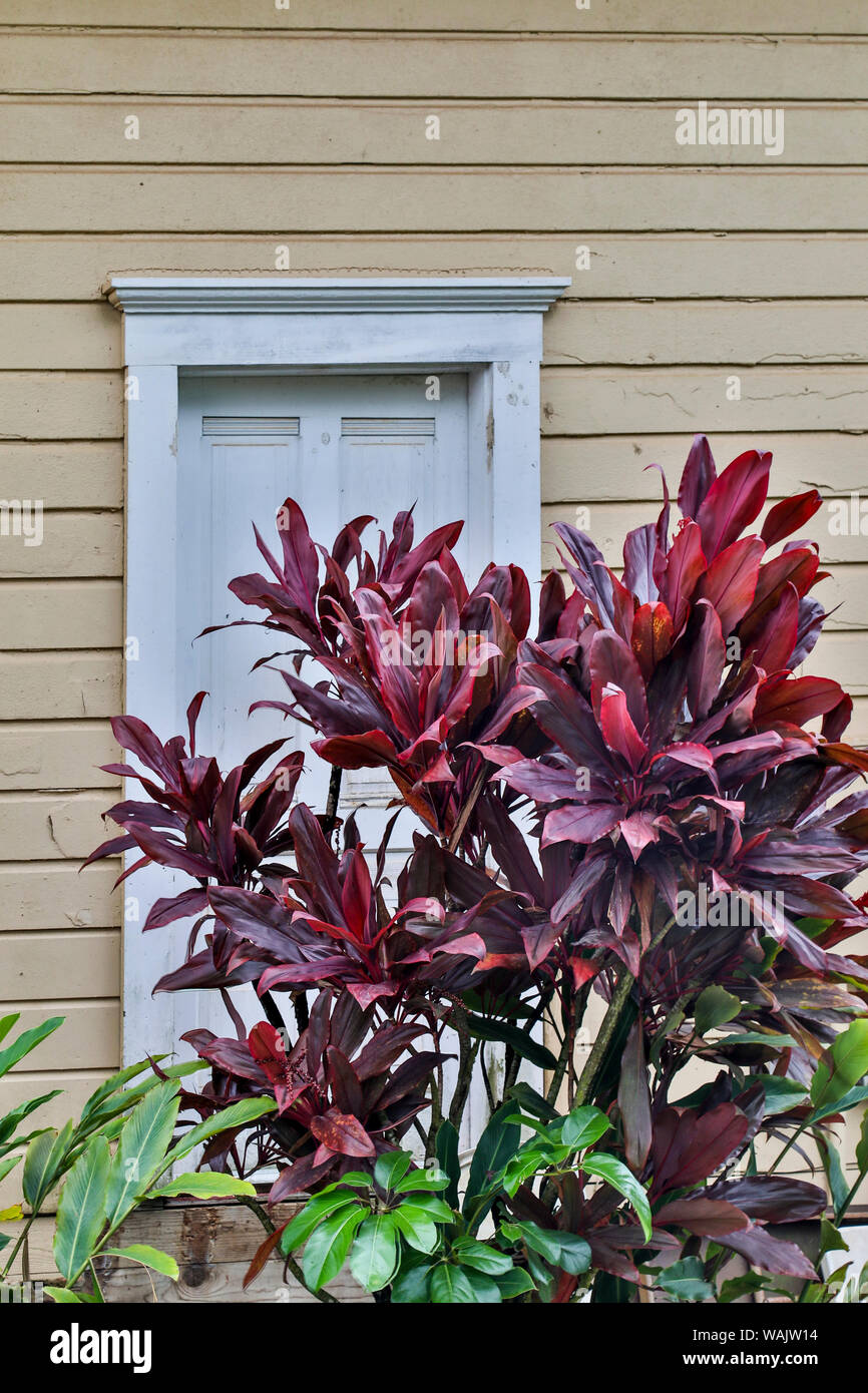 Kauai, Hawaii. Thé et fenêtre en bois Banque D'Images