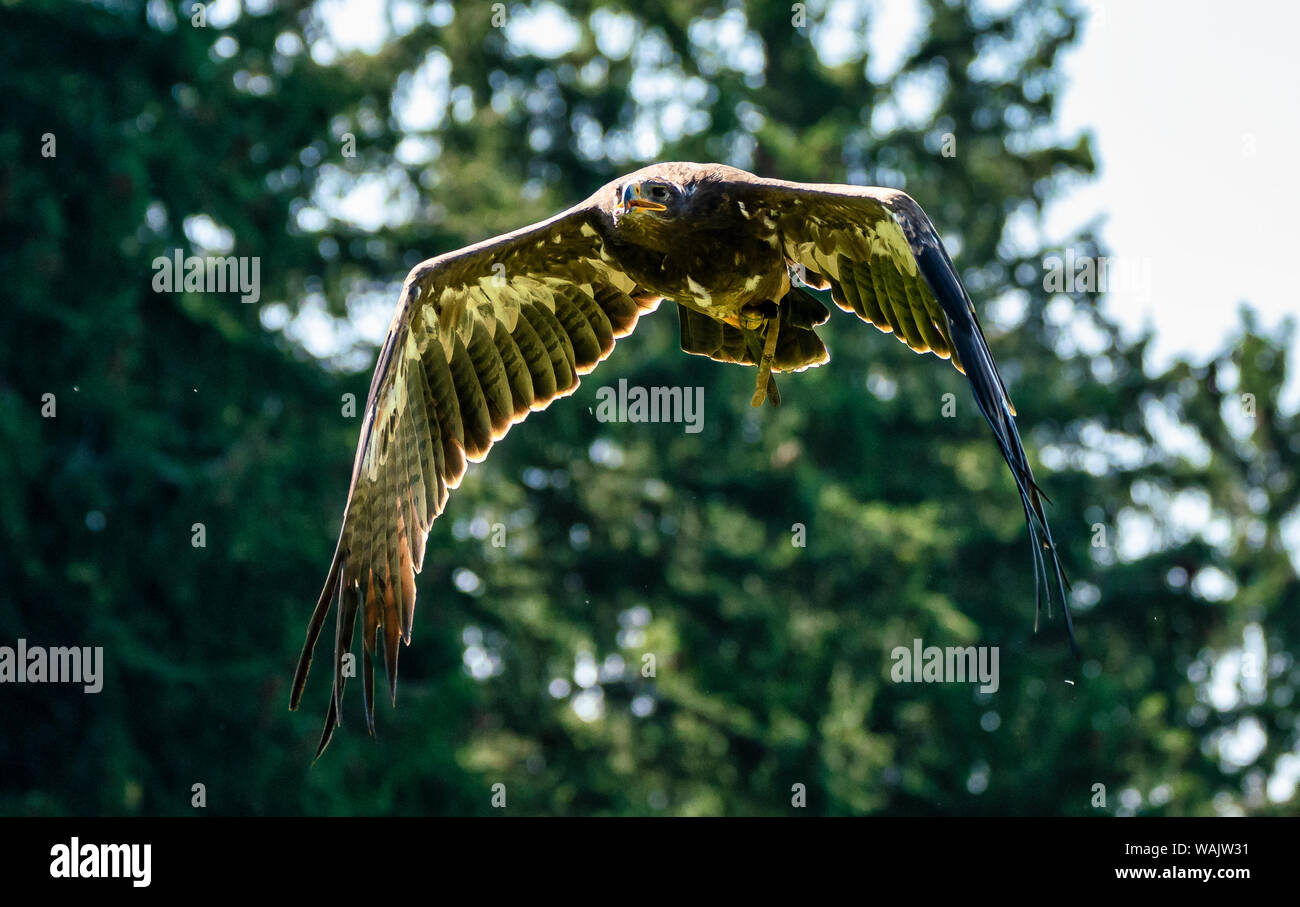 Harris Parabuteo unicinctus, l'épervier, Bay-winged hawk hawk sombre ou Banque D'Images