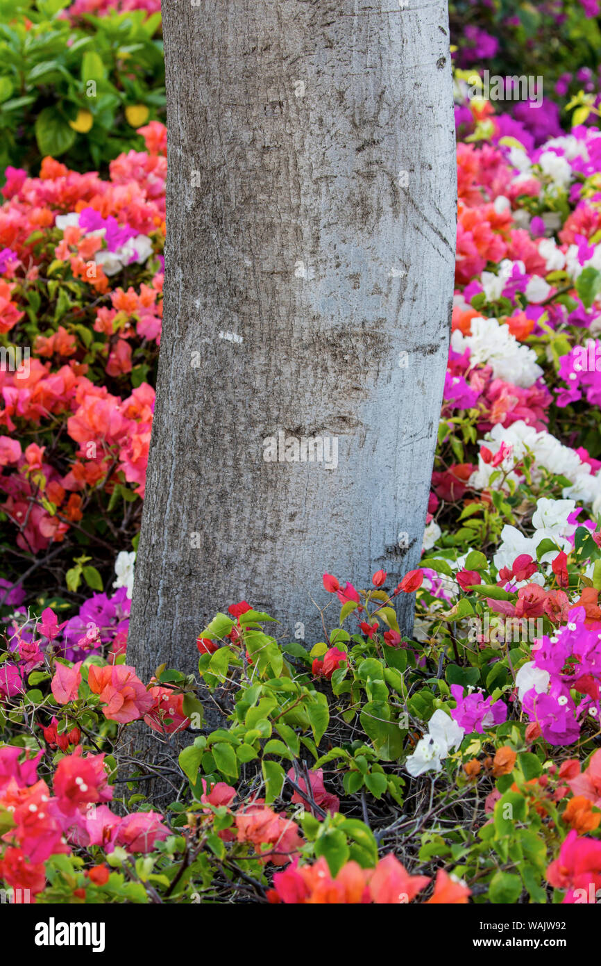 Fleurs de bougainvilliers, Kihei, Maui, Hawaï. Banque D'Images