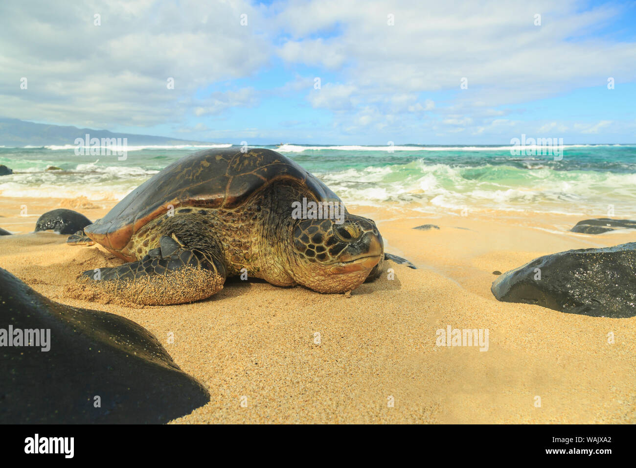 Tortue verte (Chelonia mydas), tiré sur le rivage, parc de Hookipa Beach, Maui, Hawaii, USA Banque D'Images