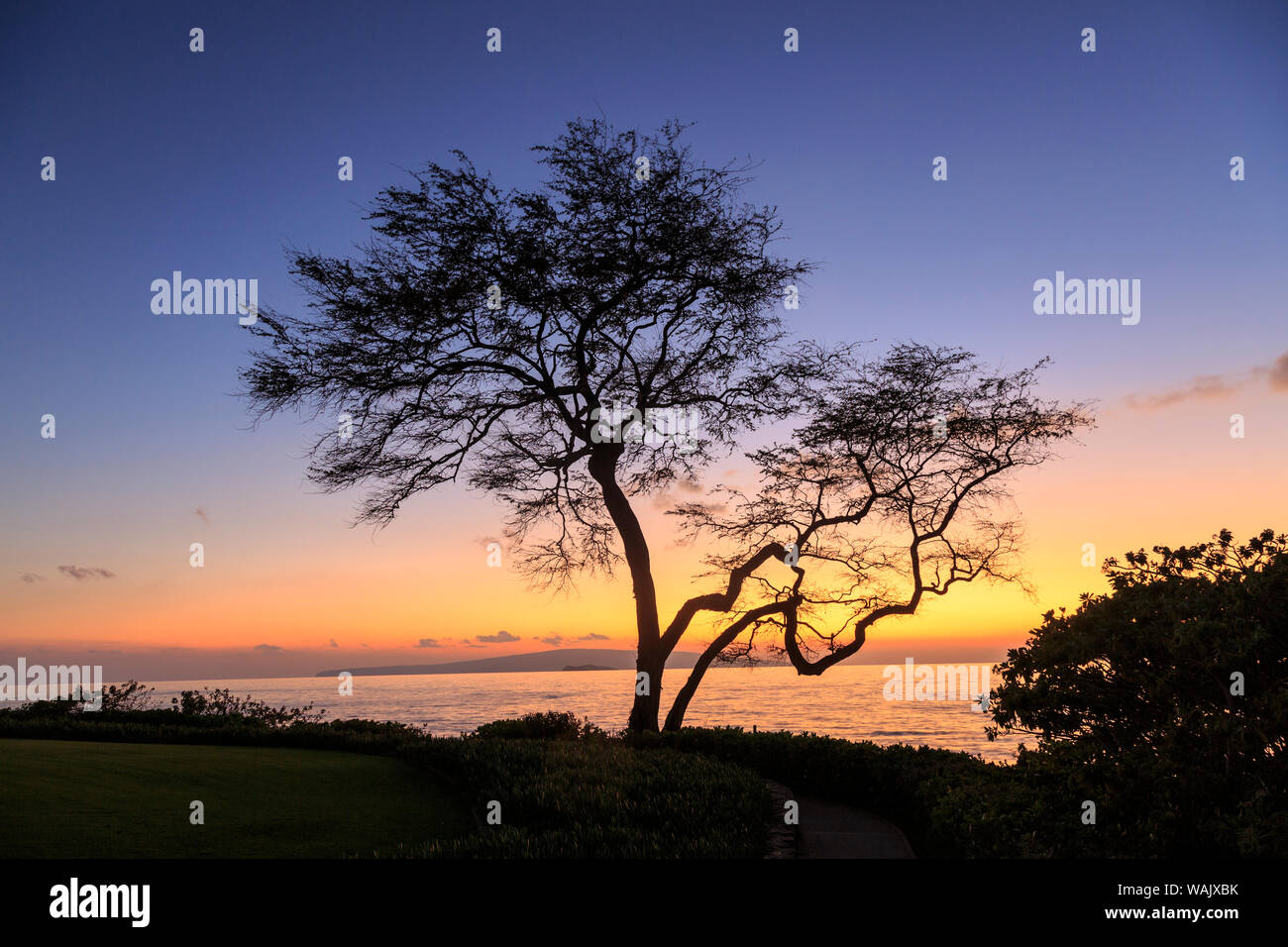 Maui, Hawaii, USA. Arbres à l'océan au coucher du soleil. Banque D'Images