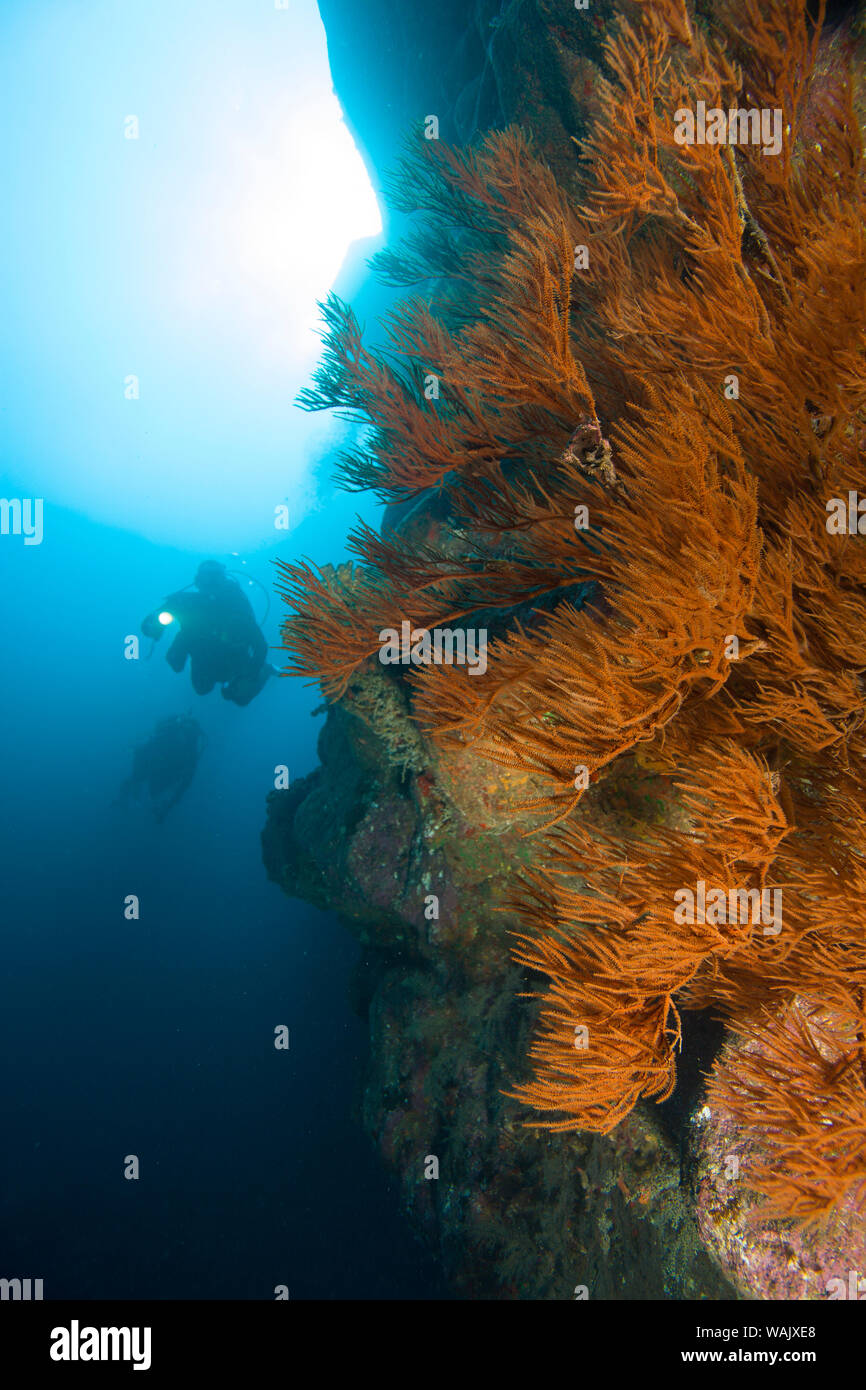 La plongée sur le rarement exploré la côte Nord de Maui, Hawaii, USA Banque D'Images