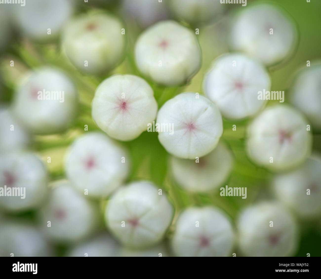 Close-up de capitules, avant d'ouvrir (redring asclépiade, à fleurs blanches, l'asclépiade (Asclepias variegata) Parc national de Mammoth Cave, Kentucky, USA. Banque D'Images