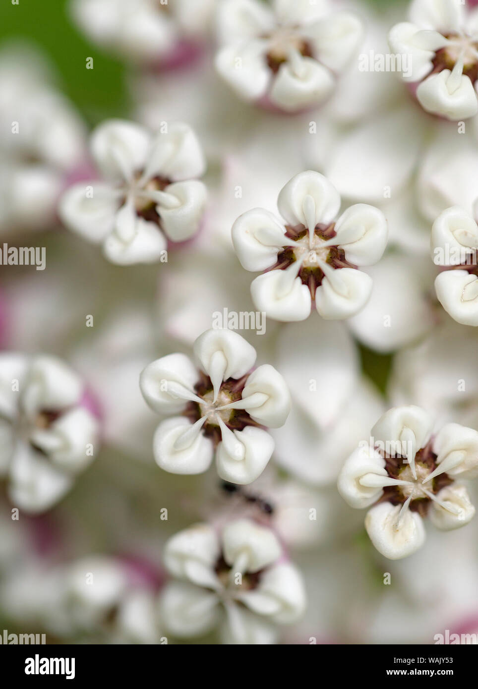 Close-up de capitules, avant d'ouvrir (redring asclépiade, à fleurs blanches, l'asclépiade (Asclepias variegata) Parc national de Mammoth Cave, Kentucky, USA. Banque D'Images