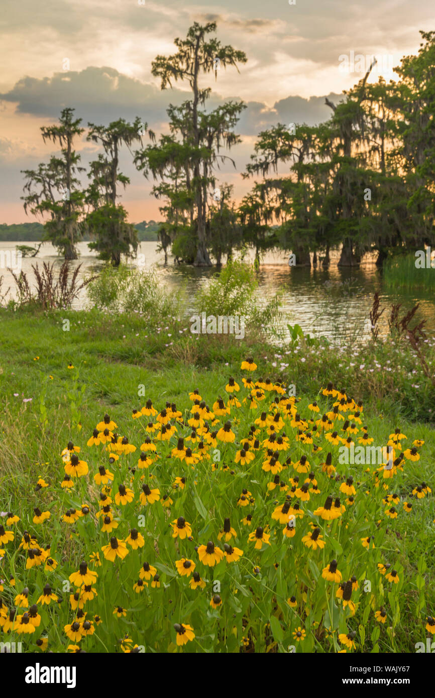 USA, Louisiane, le lac Martin. Cyprès et coneflowers au coucher du soleil. En tant que crédit : Cathy et Gordon Illg / Jaynes Gallery / DanitaDelimont.com Banque D'Images