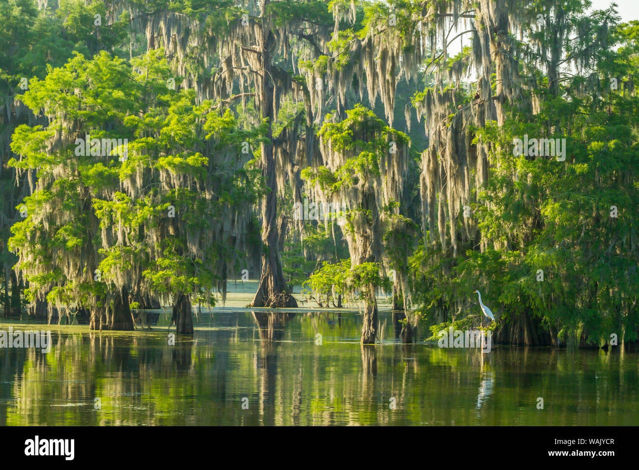 USA, Louisiane, Réserve faunique nationale de l'Atchafalaya. Lever du soleil sur les marais et egret. En tant que crédit : Cathy et Gordon Illg / Jaynes Gallery / DanitaDelimont.com Banque D'Images