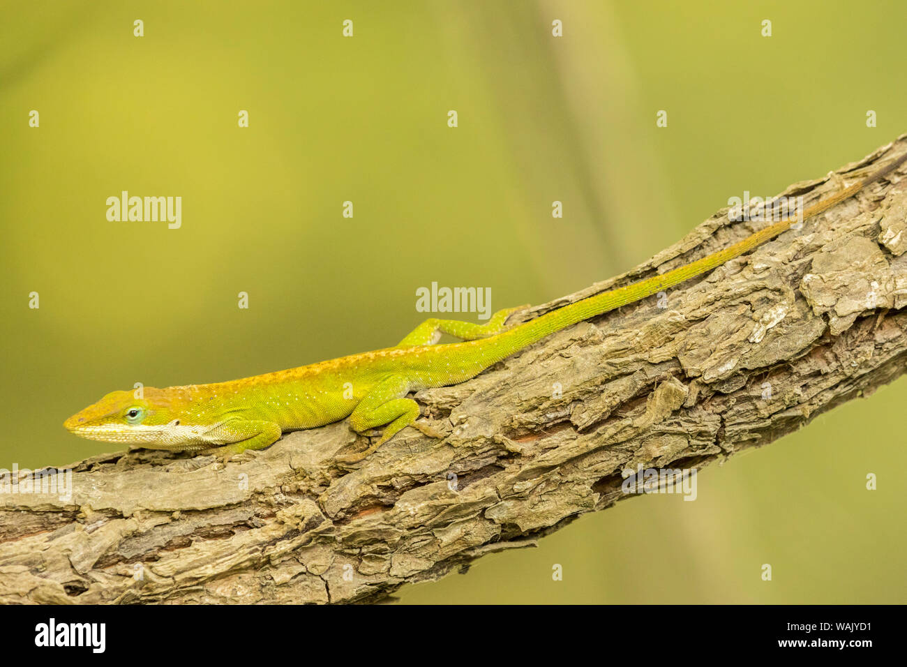 USA, Louisiane, le lac Martin. Anole vert sur l'arbre. En tant que crédit : Cathy et Gordon Illg / Jaynes Gallery / DanitaDelimont.com Banque D'Images