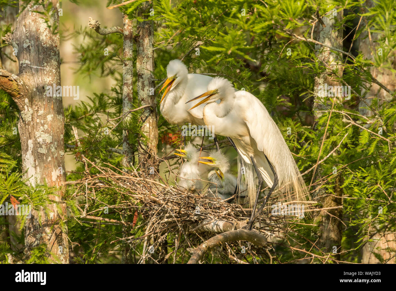 USA, Louisiane, Evangeline parois. Grande Aigrette des profils et des poussins au nid. En tant que crédit : Cathy et Gordon Illg / Jaynes Gallery / DanitaDelimont.com Banque D'Images