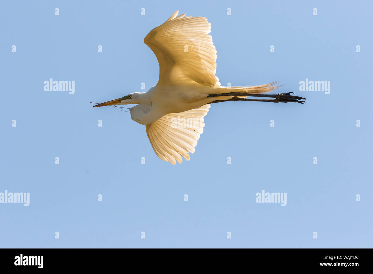 USA, Louisiane, Evangeline parois. Grande Aigrette en vol avec nid stick. En tant que crédit : Cathy et Gordon Illg / Jaynes Gallery / DanitaDelimont.com Banque D'Images