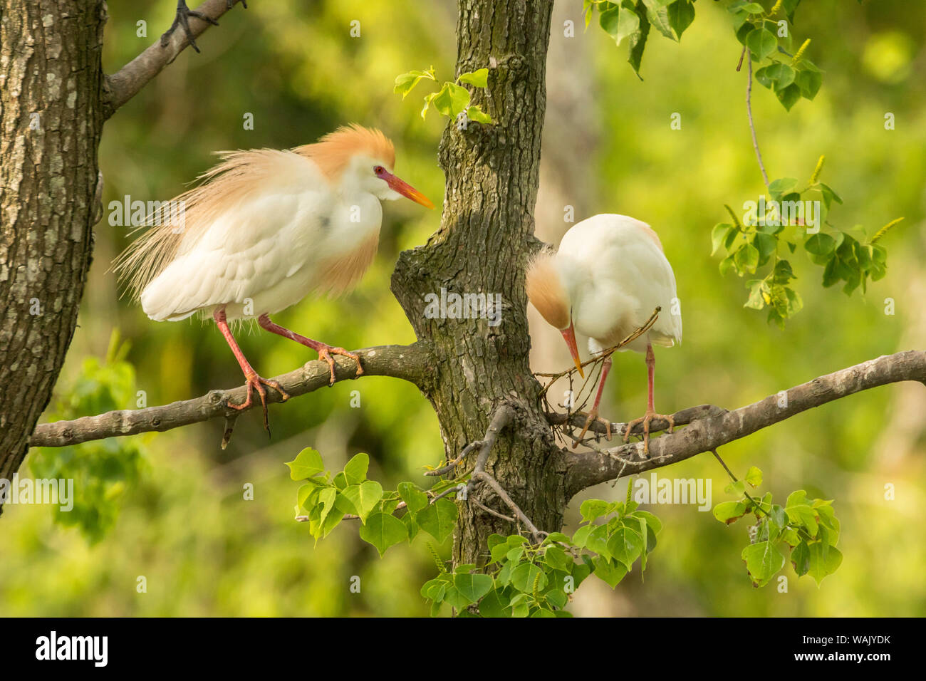 USA, Louisiane, Vermilion parois. Héron garde-boeuf paire à partir d'un nid. En tant que crédit : Cathy et Gordon Illg / Jaynes Gallery / DanitaDelimont.com Banque D'Images