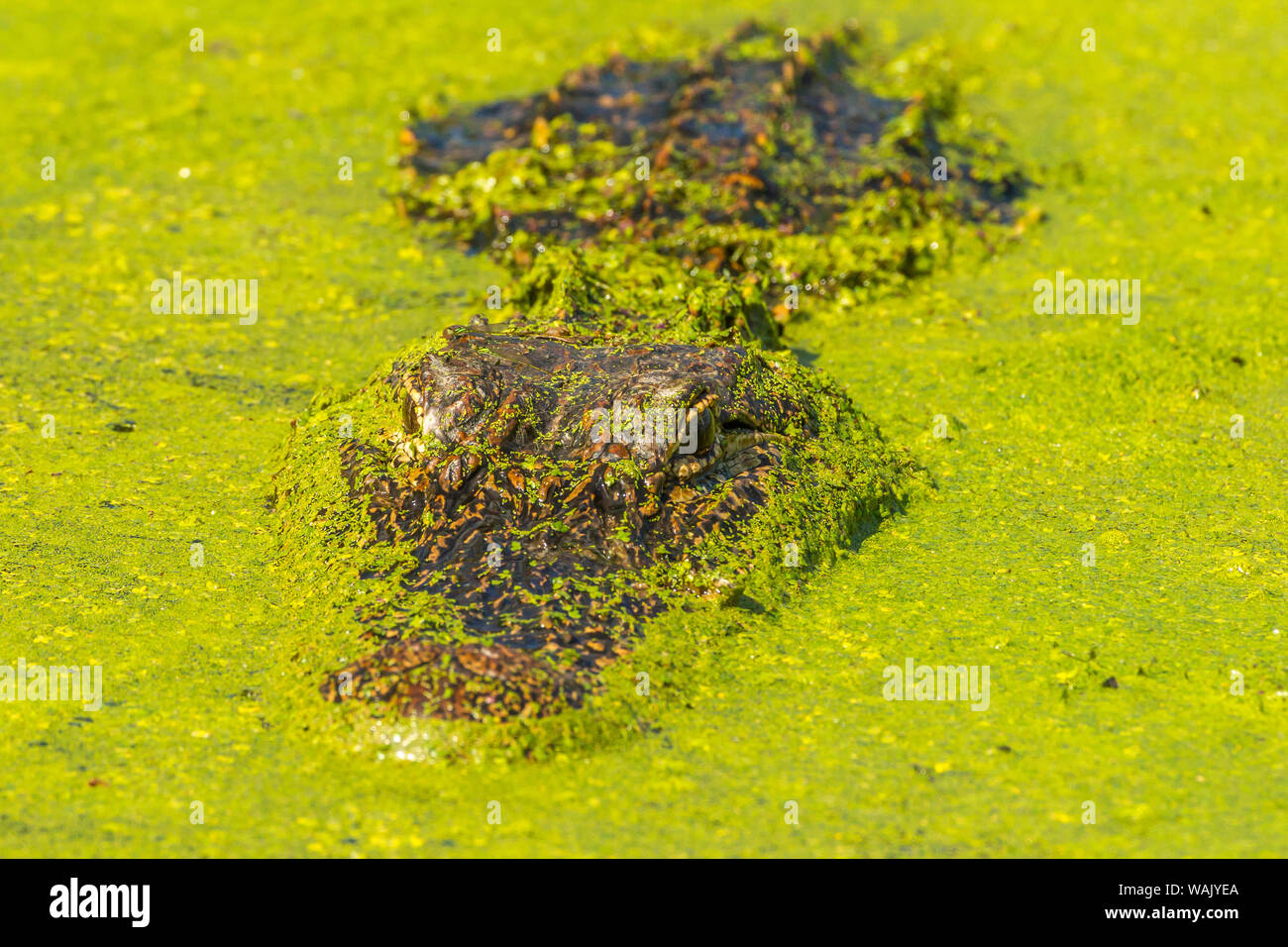 USA, Louisiane, le lac Martin. Tête d'Alligator sur surface de marais. En tant que crédit : Cathy et Gordon Illg / Jaynes Gallery / DanitaDelimont.com Banque D'Images