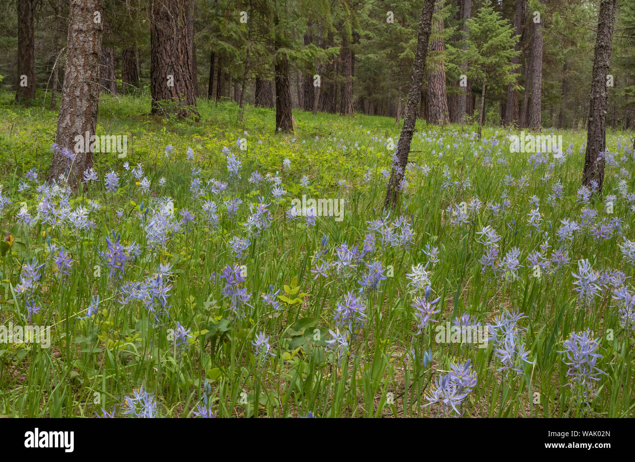 USA, Montana, Thompson Falls State Park. Camas prairie en fleurs. En tant que crédit : Don Paulson / Jaynes Gallery / DanitaDelimont.com Banque D'Images