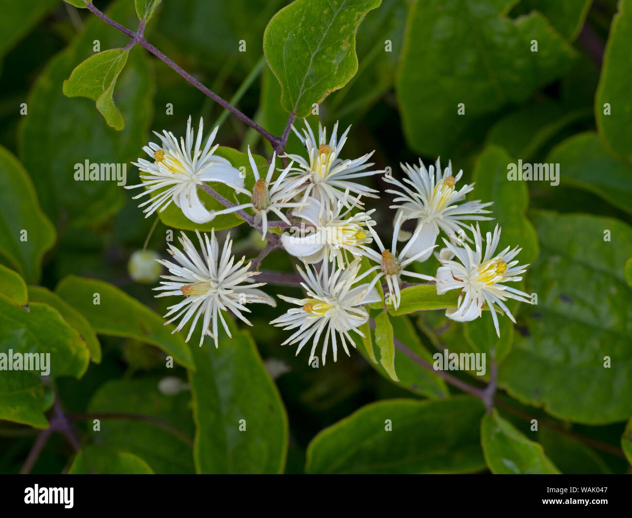 Clematis vitalba Old Man's beard Dunes fleurs Thornham Août Norfolk Banque D'Images